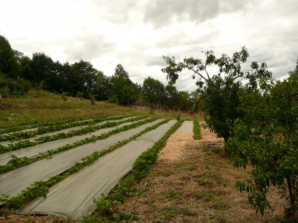 Fraisiers et arbres fruitiers à la Ferme des Genêts