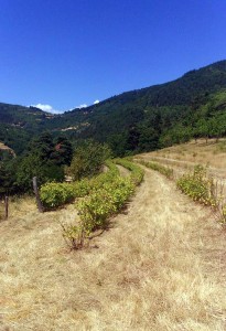 Plantations de groseilles issues de l'agriculture biologique à la ferme